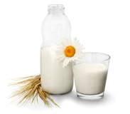 Milk